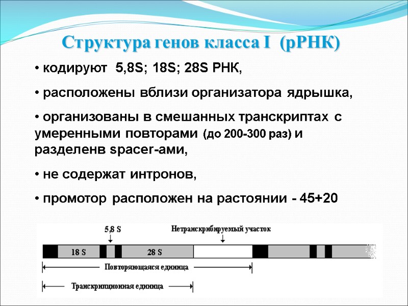 Структура генов класса I  (рРНК)  кодируют  5,8S; 18S; 28S РНК, 